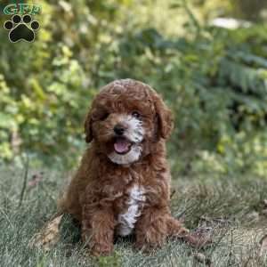 Marley, Miniature Poodle Puppy